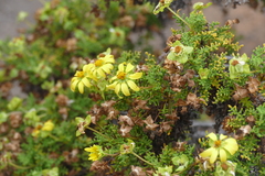 Lecocarpus pinnatifidus