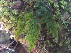 Abrodictyum elongatum