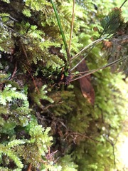 Abrodictyum elongatum