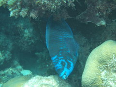 Scarus coelestinus