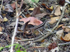 Leiocephalus lunatus