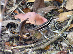 Leiocephalus lunatus