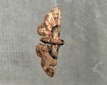 Gymnoscelis derogata