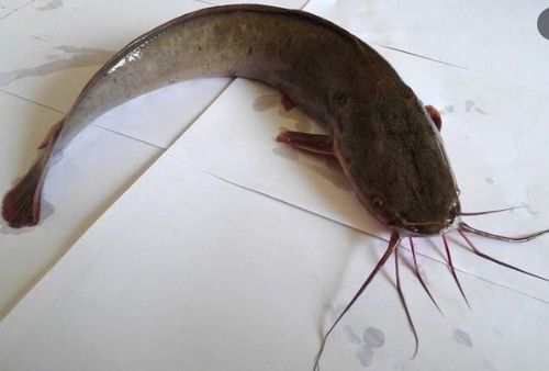 Sharptooth Catfish