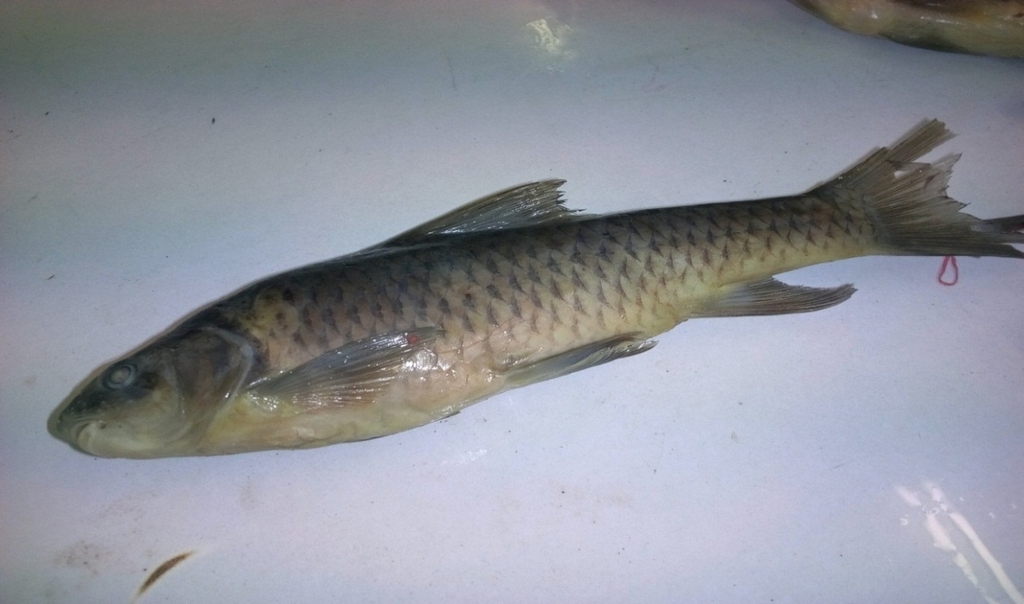 African scraping feeder (Labeobarbus beso) — Cyprinidae