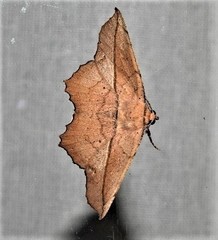 Polyacme dissimilis