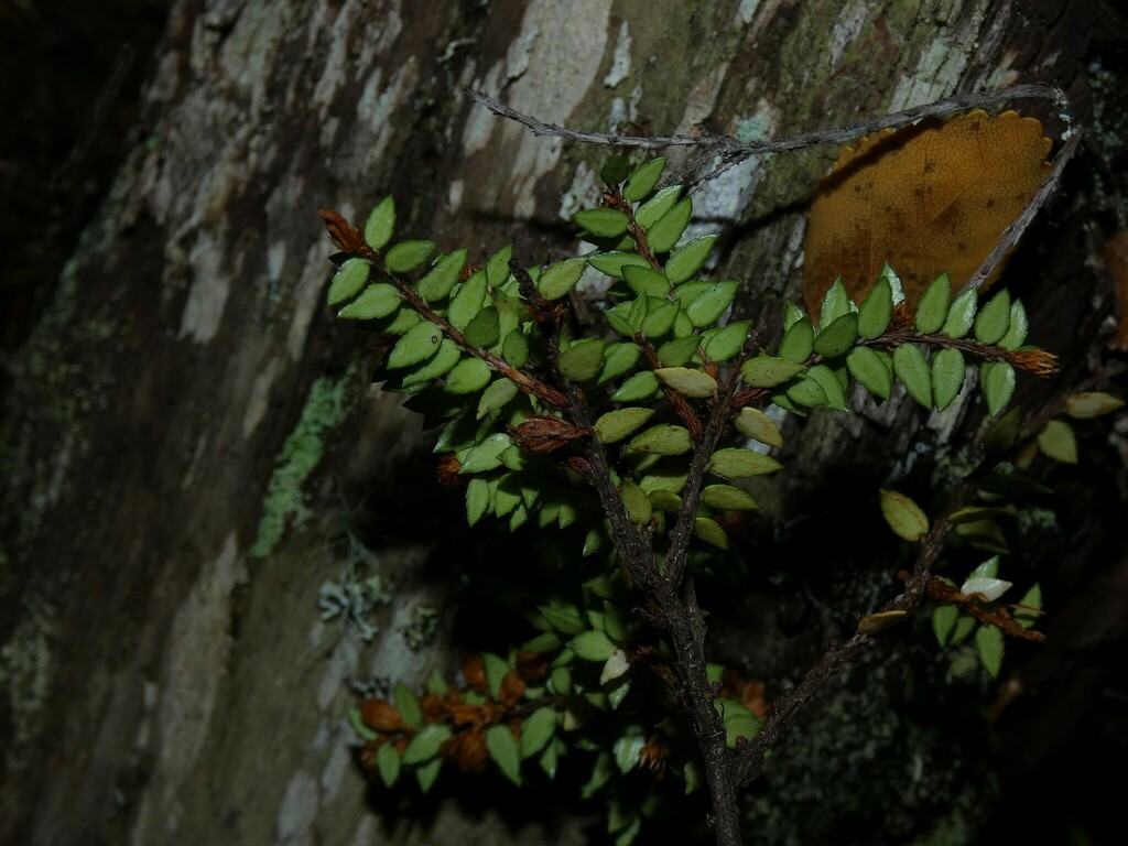 Lebetanthus myrsinites