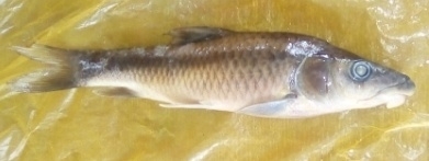 Labeobarbus nedgia