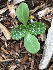 Mariendistel (Silybum marianum): Herkunft und Verwendung — Foto 2