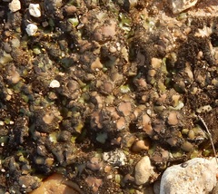 Psora pseudorussellii