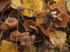 Cortinarius betuletorum