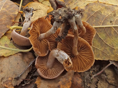 Cortinarius betuletorum