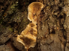 Metuloidea murashkinskyi