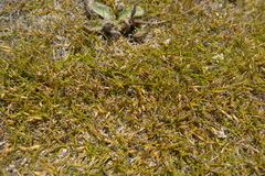 Zoysia minima