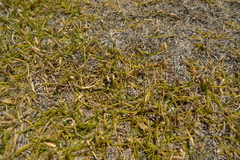 Zoysia minima