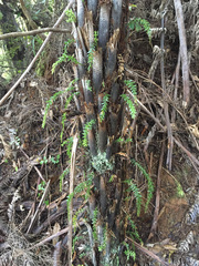 Tmesipteris tannensis