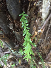 Tmesipteris tannensis