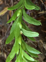 Tmesipteris tannensis