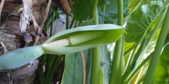 Alocasia odora