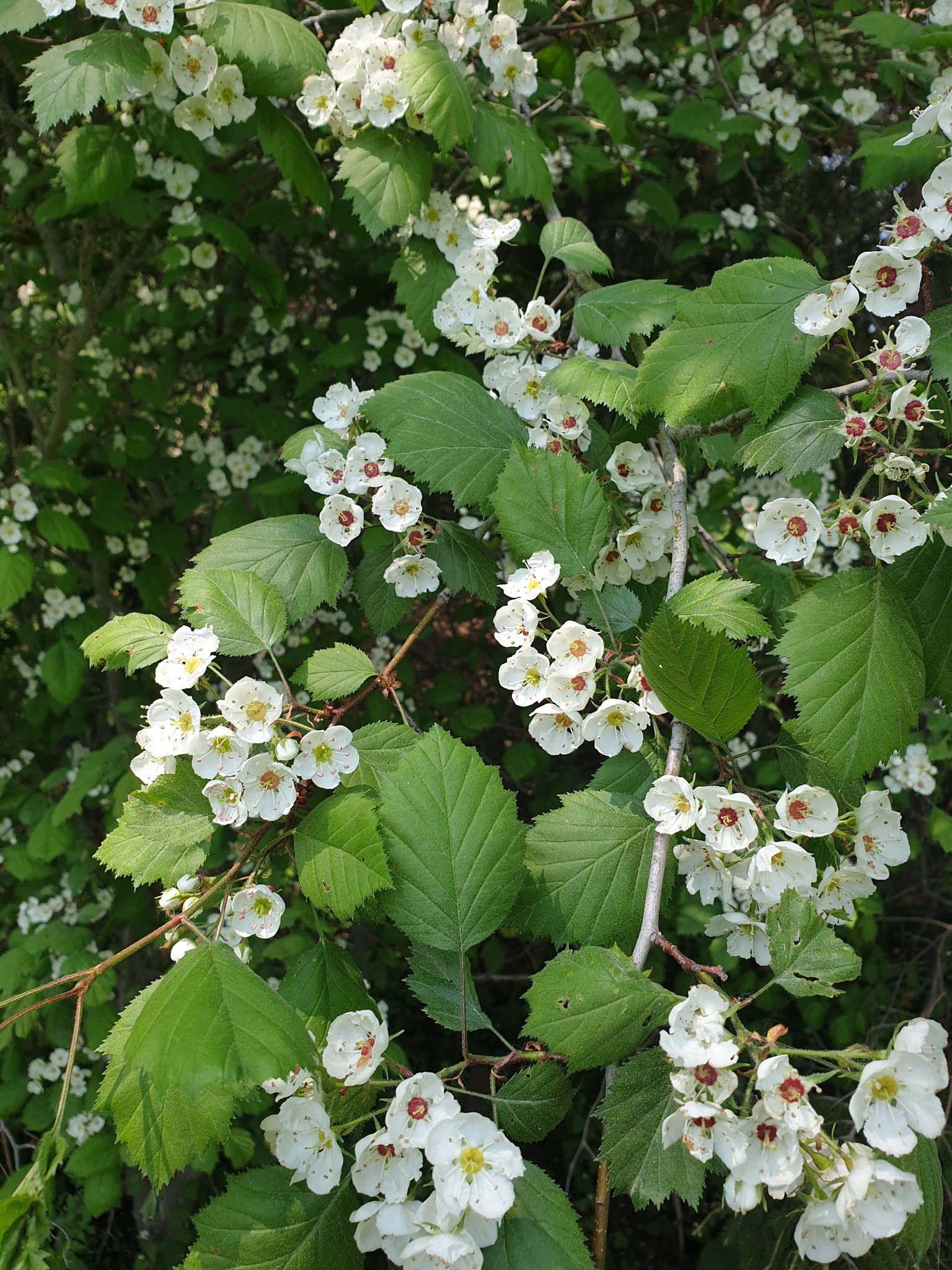 Crataegus coccinea var. coccinea