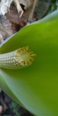 Alocasia odora