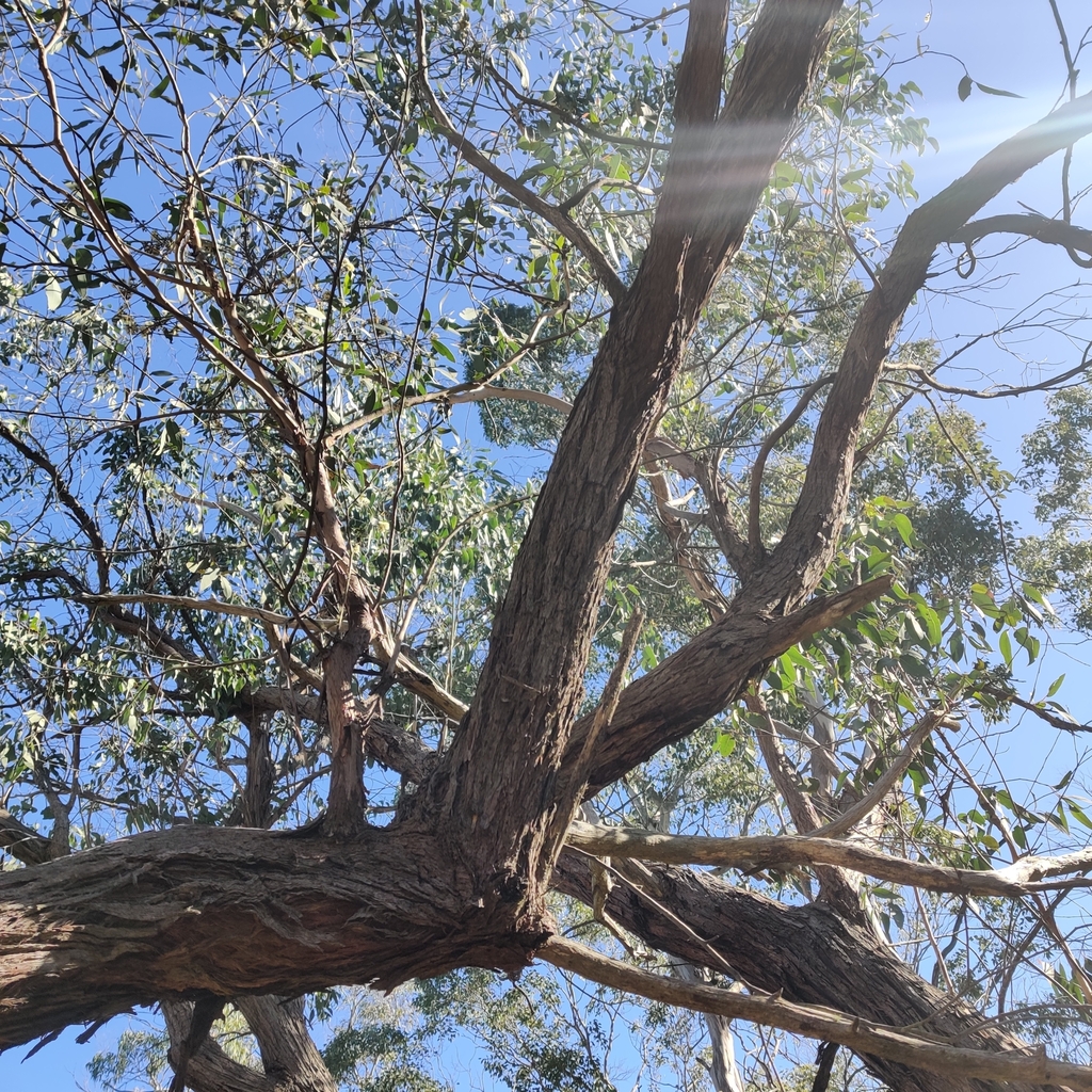 Red Stringybark from Lithgow, AU-NS, AU on June 11, 2023 at 10:54 AM by ...