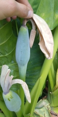 Alocasia odora