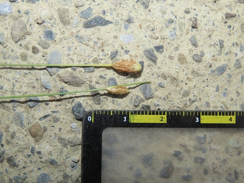 Image of Fimbristylis polytrichoides by (c) chiuluan, some rights reserved (CC BY)