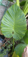 Alocasia odora