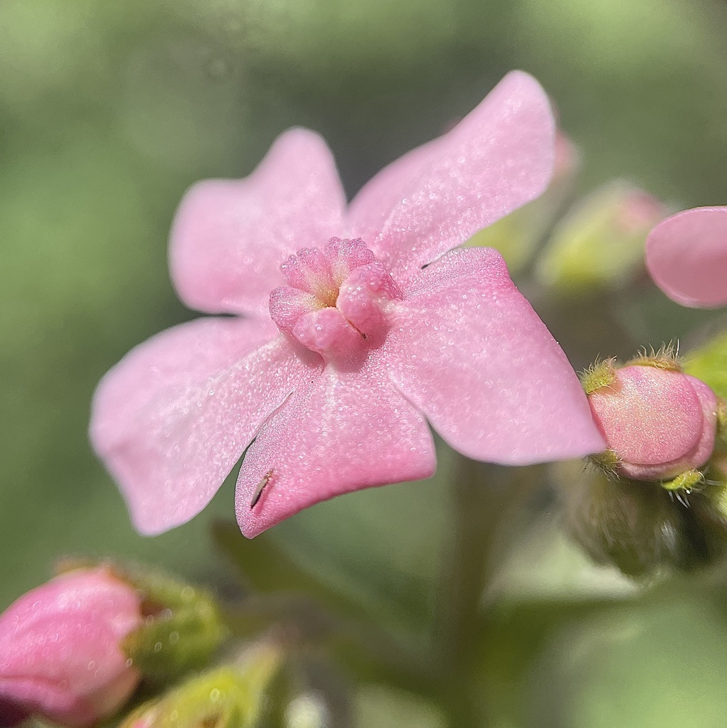 pink-flowered stickseed