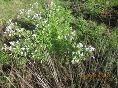 Bouvardia longiflora