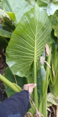 Alocasia odora