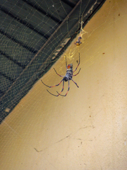 Trichonephila inaurata