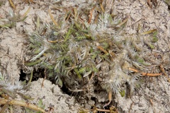 Leptinella maniototo