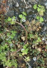 Apium prostratum filiforme