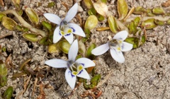 Lobelia ionantha