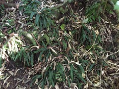Blechnum membranaceum