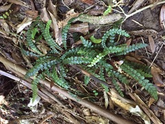Blechnum membranaceum