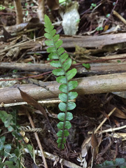Blechnum membranaceum