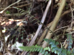Blechnum membranaceum