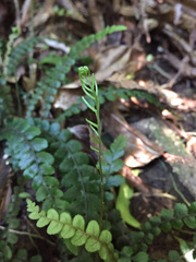 Blechnum membranaceum