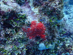 Monanchora arbuscula