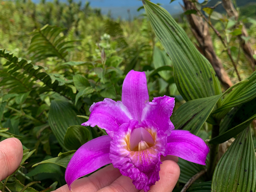Sobralia