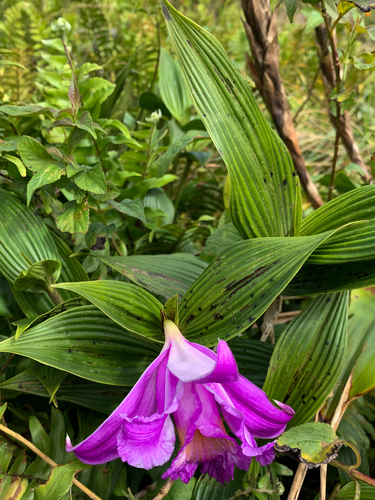 Foto de Sobralia