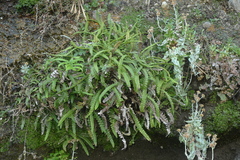 Blechnum blechnoides