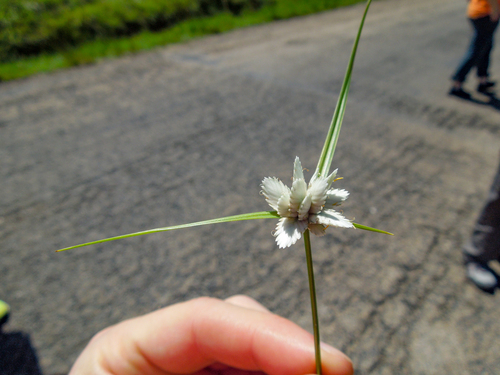 Cyperus niveus image