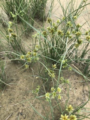 Cyperus oxylepis