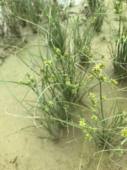 Cyperus oxylepis