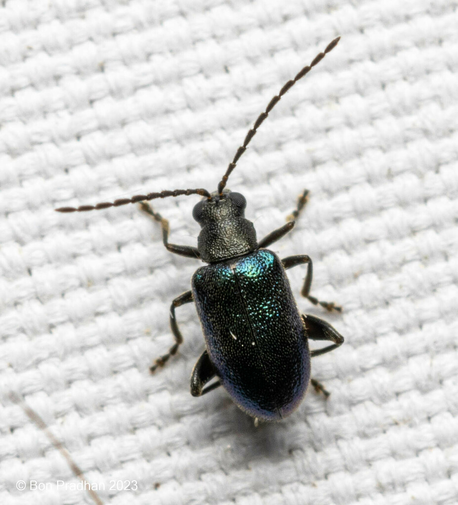 Hespera violaceipennis