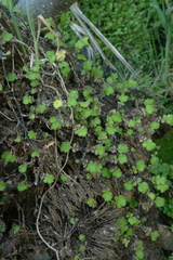 Leptinella squalida